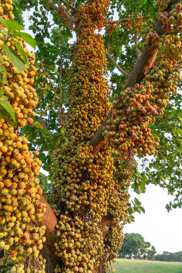 30 CLUSTER FIG Ficus Racemosa Red River Indian Guilar Tree Houseplant Seeds